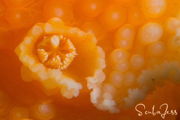 Close up of a orange peel nudi for Rich
