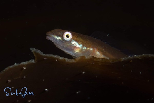 Manacle Sculpin at SW Deserter Islands