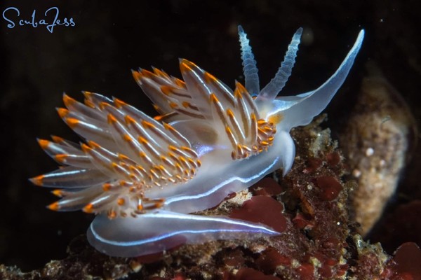 More Nudi action