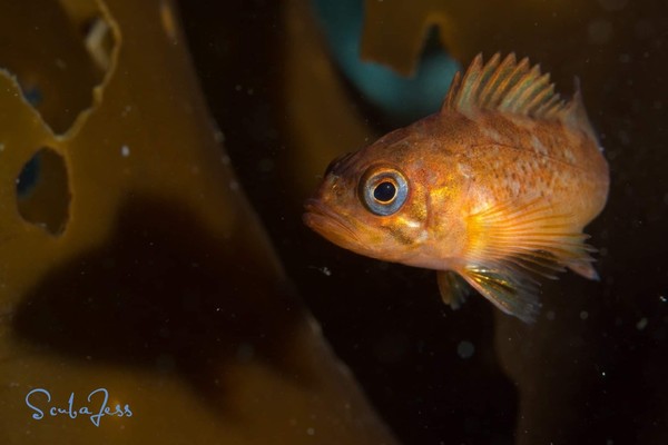 Baby rockfish