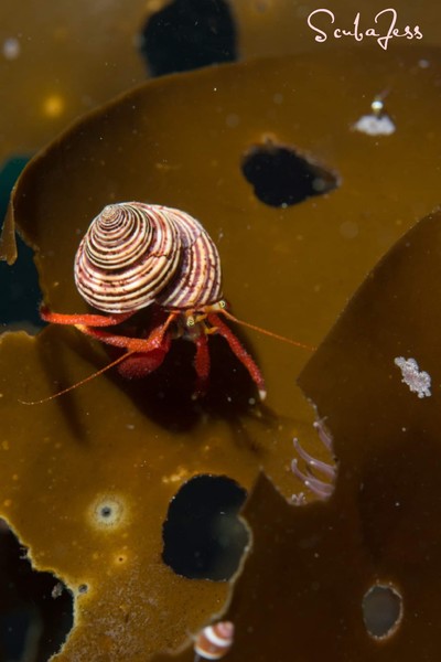 Cool hermit crab on kelp