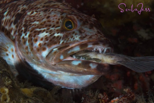 Lingcod eating lunch