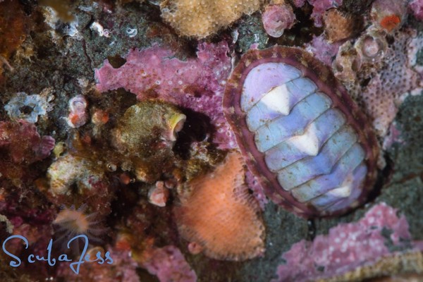 Colorful Chiton on the reefs
