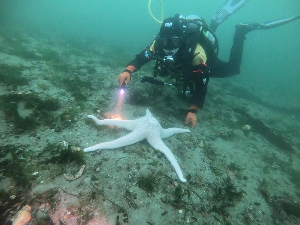 one starfish to rule them all