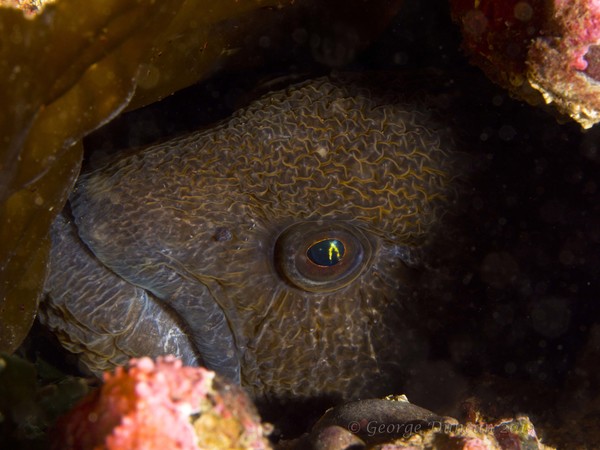 Wolf Eel Hiding.jpg