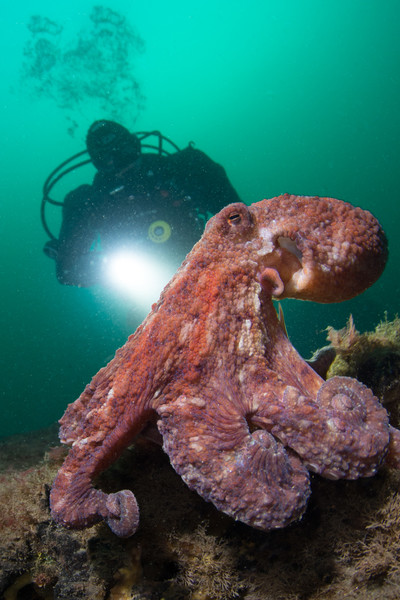This octo had an odd behavior where it kept coming back to a same rock perch