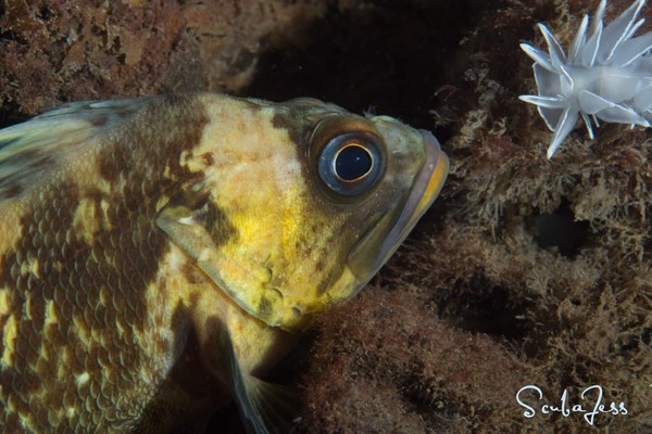 Rockfish and friend