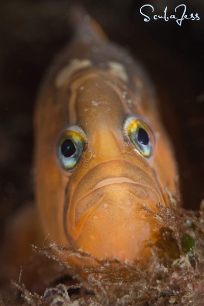 One of the millions of gunnels who were out and about