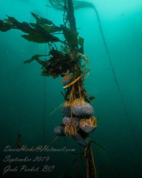 Bull kelp lifting their anchors