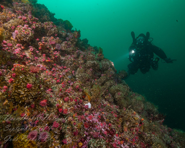 Brooding anemones on the reef