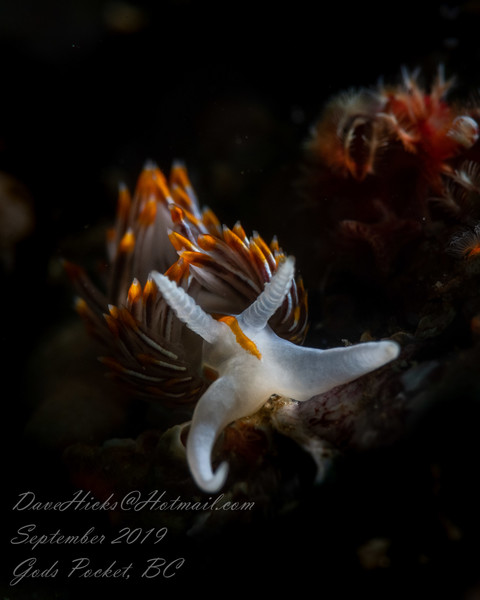 Nudibranch