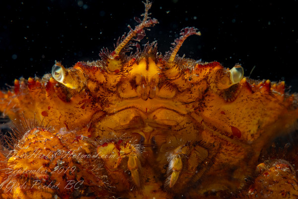 Illuminated crab molt