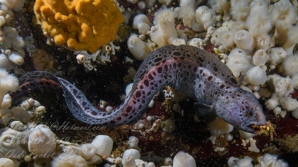 Wolf Eel with a Crab Snack