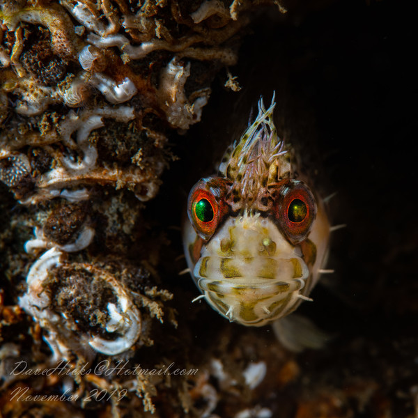 Sunrise and Zees Reef November 03, 2019 (32 of 110).jpg