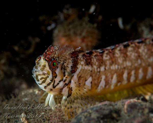 Sunrise and Zees Reef November 03, 2019 (19 of 110).jpg