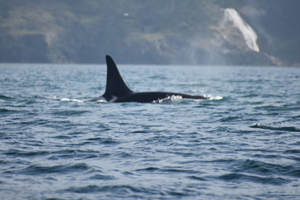 orca bull