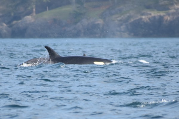 female orca