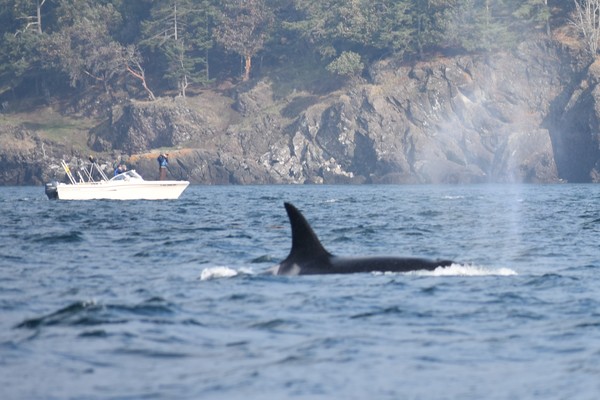 orca with boat