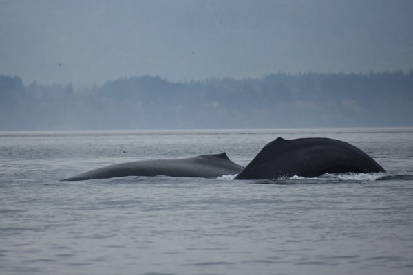 humpbacks