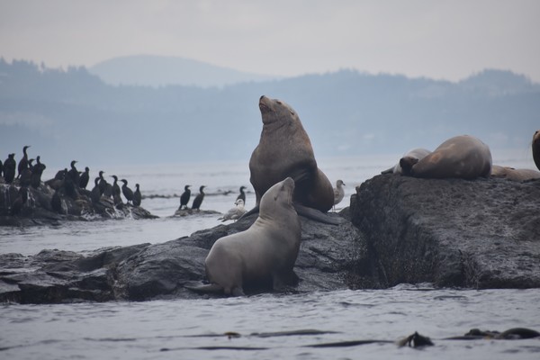 sea lion