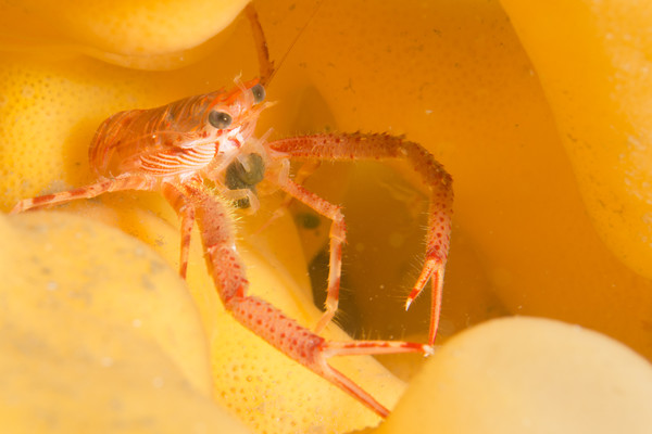 Squat lobsters, grunt sculpins, shrimp, and one warbonnet were found inhabiting the sponges at Hackett Wall.
