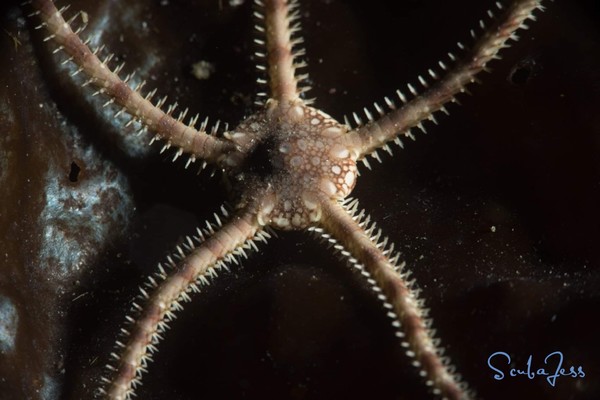 Brittle stars were all over the place
