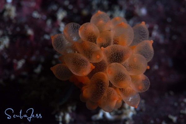 Some kind of cup coral