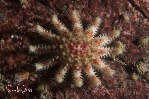 Baby sea star