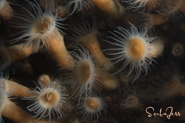 Was nice to see a zoanthid forest