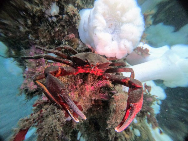 kelp crab ready to attack