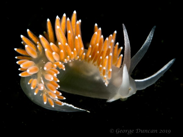 Flabellina Nudibranch.jpg