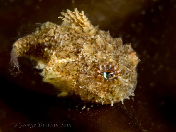 Pacific Spiny Lumpsucker.jpg