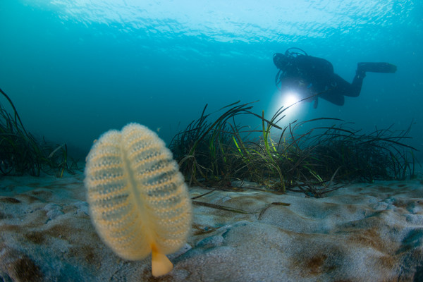 Sea pens