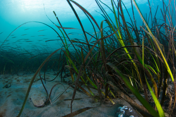 Tube snouts zooming over the eel grass