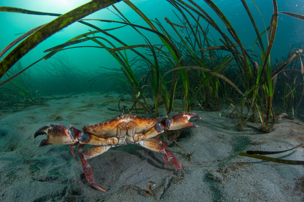 Red Rock crabs