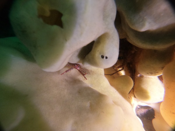 little crab in cloud sponge