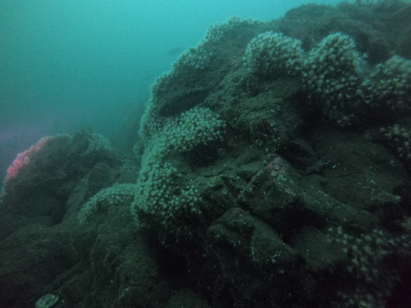 rock covered in anemones