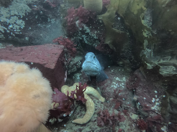 wolf eel at north wall