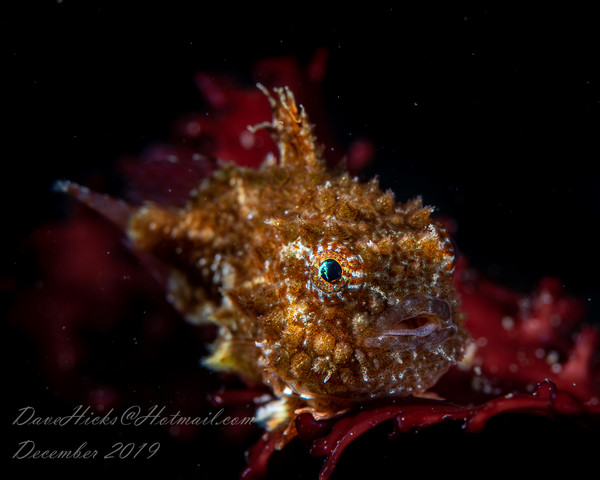 Redondo Pier December 05, 2019 (157 of 173).jpg