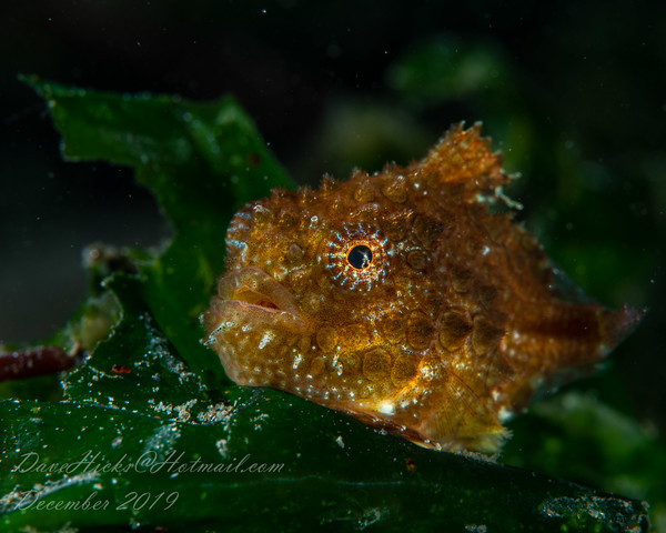 Redondo Pier December 12, 2019 (198 of 212).jpg