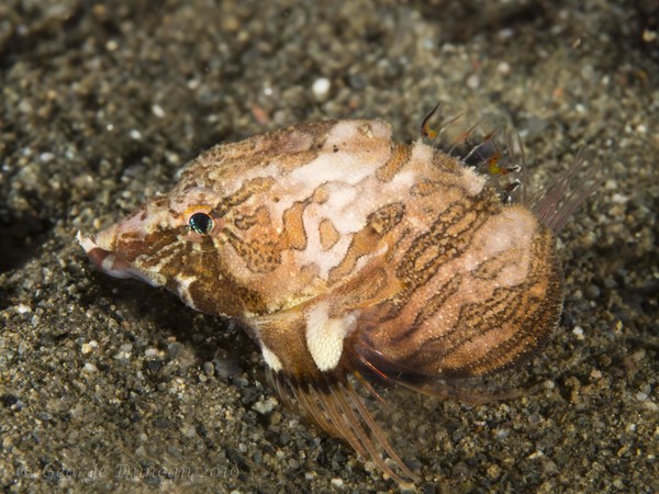 Baby Grunt Sculpin.jpg