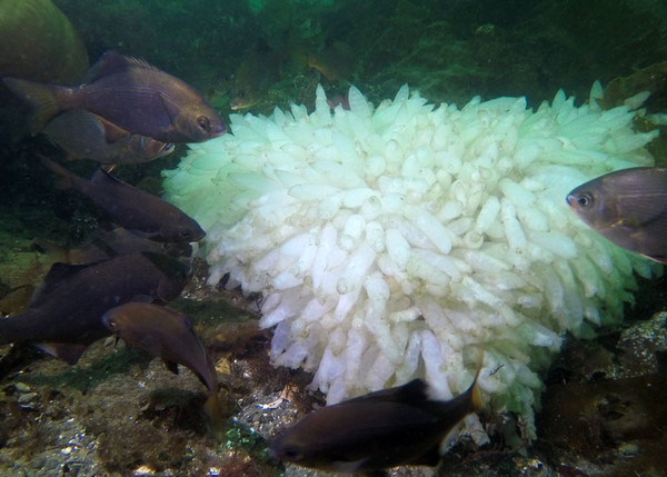 Squid egg mass, and breakfast for the fishies.