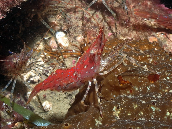 dock shrimp.JPG