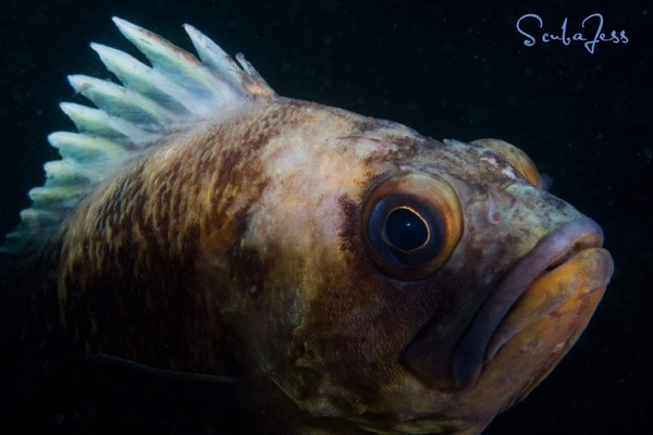 Carl the coolest rockfish around is getting big :)