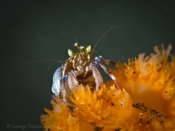 Small Crab on Sea Pen.jpg