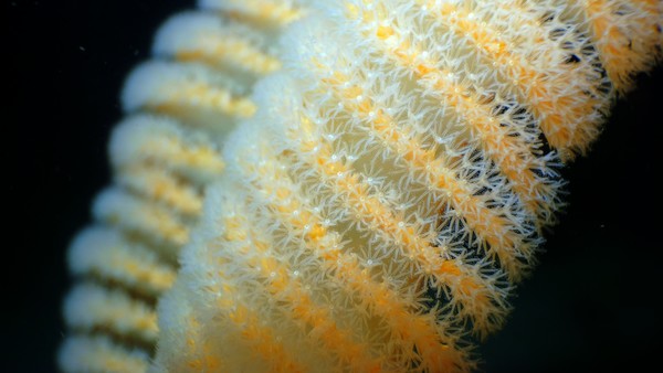 sea pen.JPG