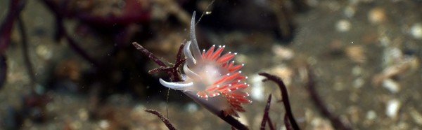 nudi 1.JPG