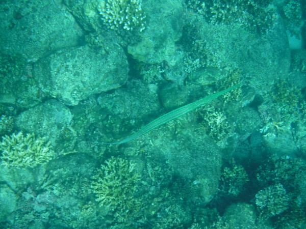 coronet fish