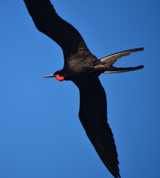 Frigatebird