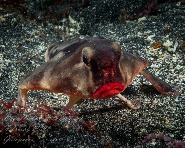 Red Lipped Bat Fish